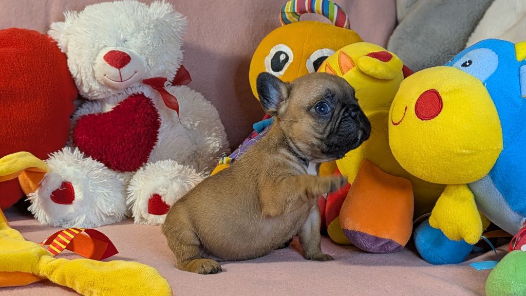 Du Domaine De Lilounaka - Chiots disponibles - Bouledogue français