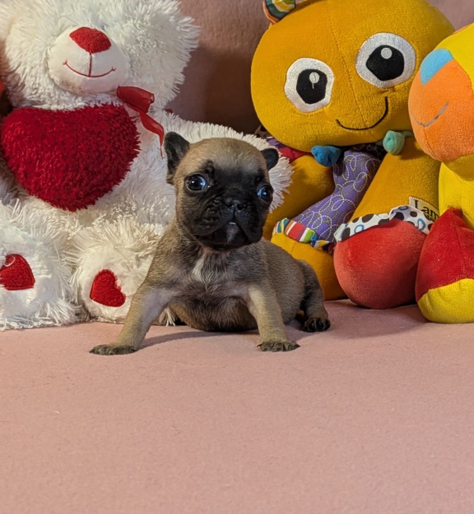 Du Domaine De Lilounaka - Chiots disponibles - Bouledogue français