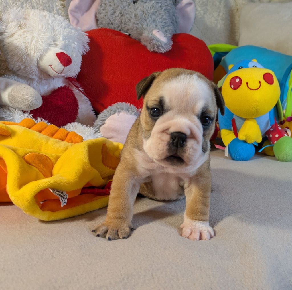 Du Domaine De Lilounaka - Chiots disponibles - Bulldog Anglais