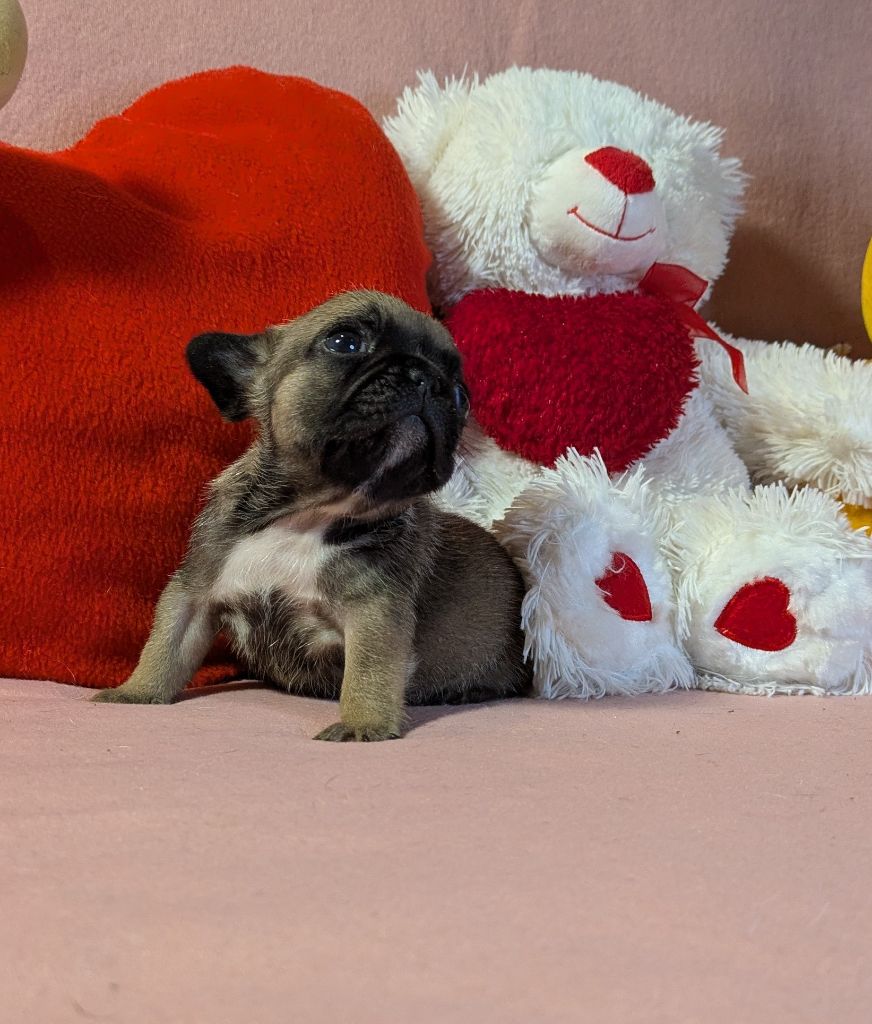 Du Domaine De Lilounaka - Chiots disponibles - Bouledogue français