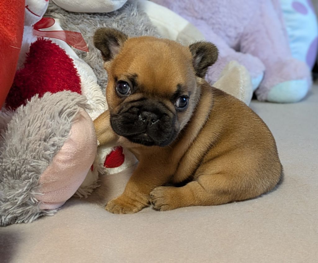 Du Domaine De Lilounaka - Chiots disponibles - Bouledogue français