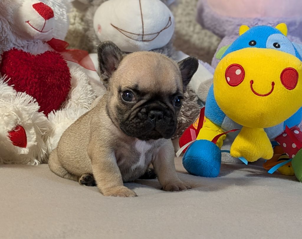 Du Domaine De Lilounaka - Chiots disponibles - Bouledogue français