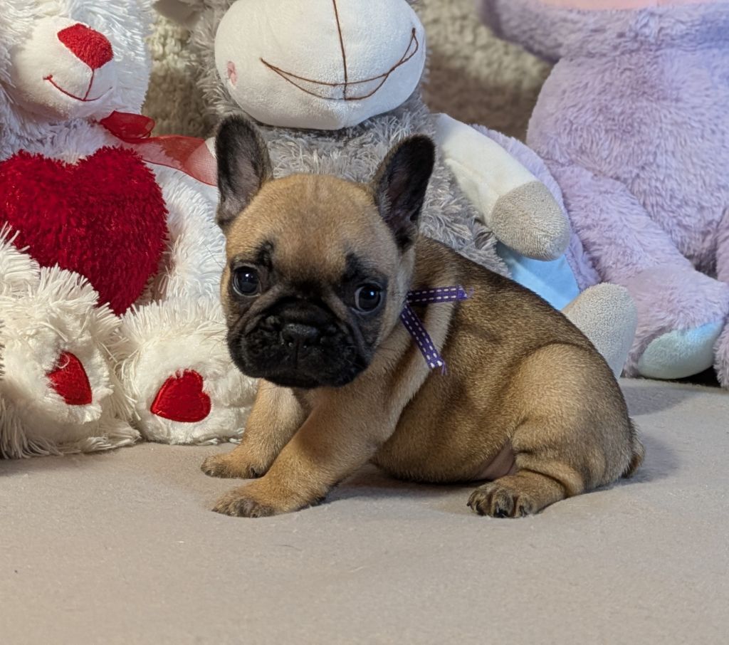 Du Domaine De Lilounaka - Chiots disponibles - Bouledogue français