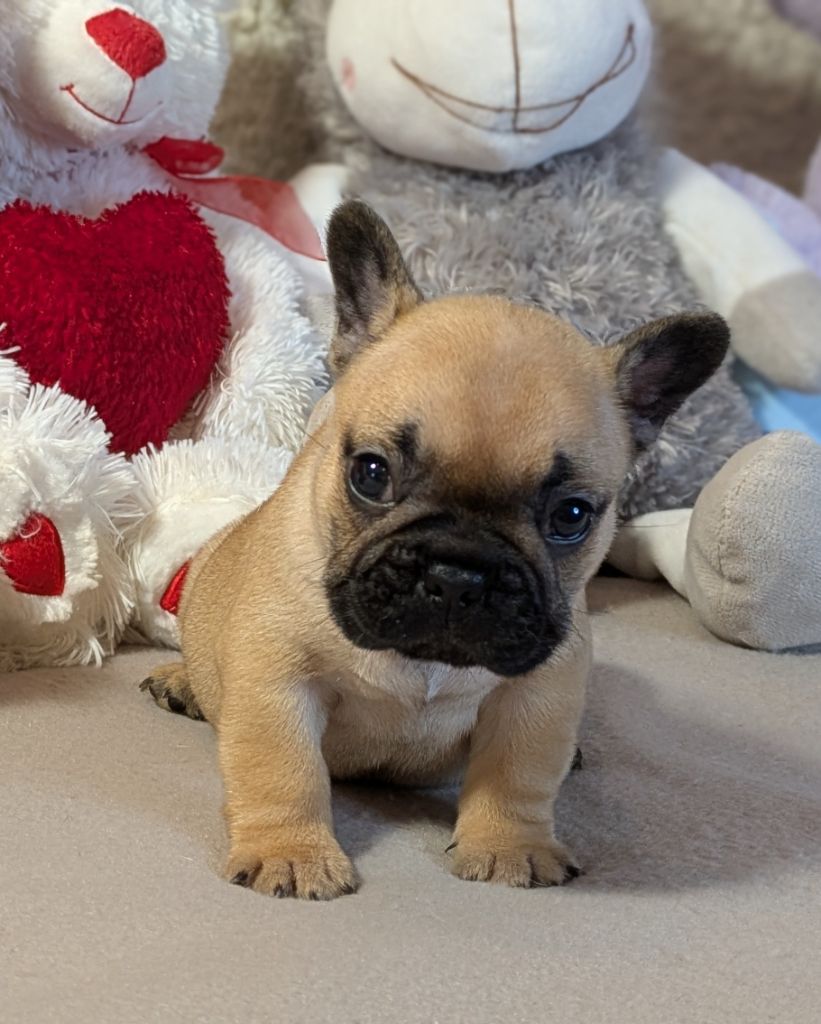 Du Domaine De Lilounaka - Chiots disponibles - Bouledogue français