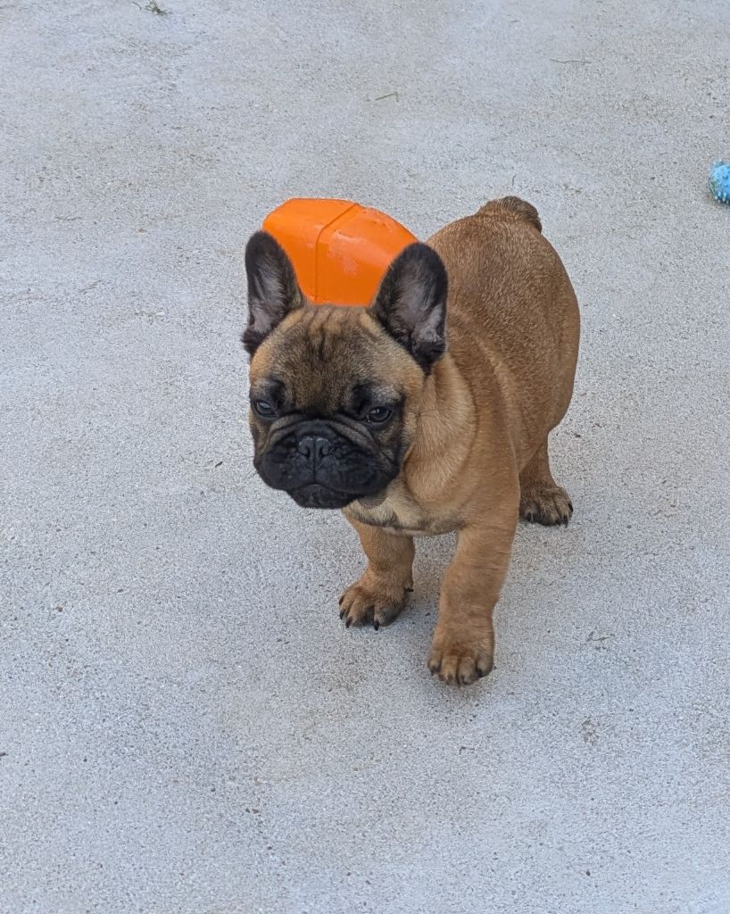 Du Domaine De Lilounaka - Chiots disponibles - Bouledogue français
