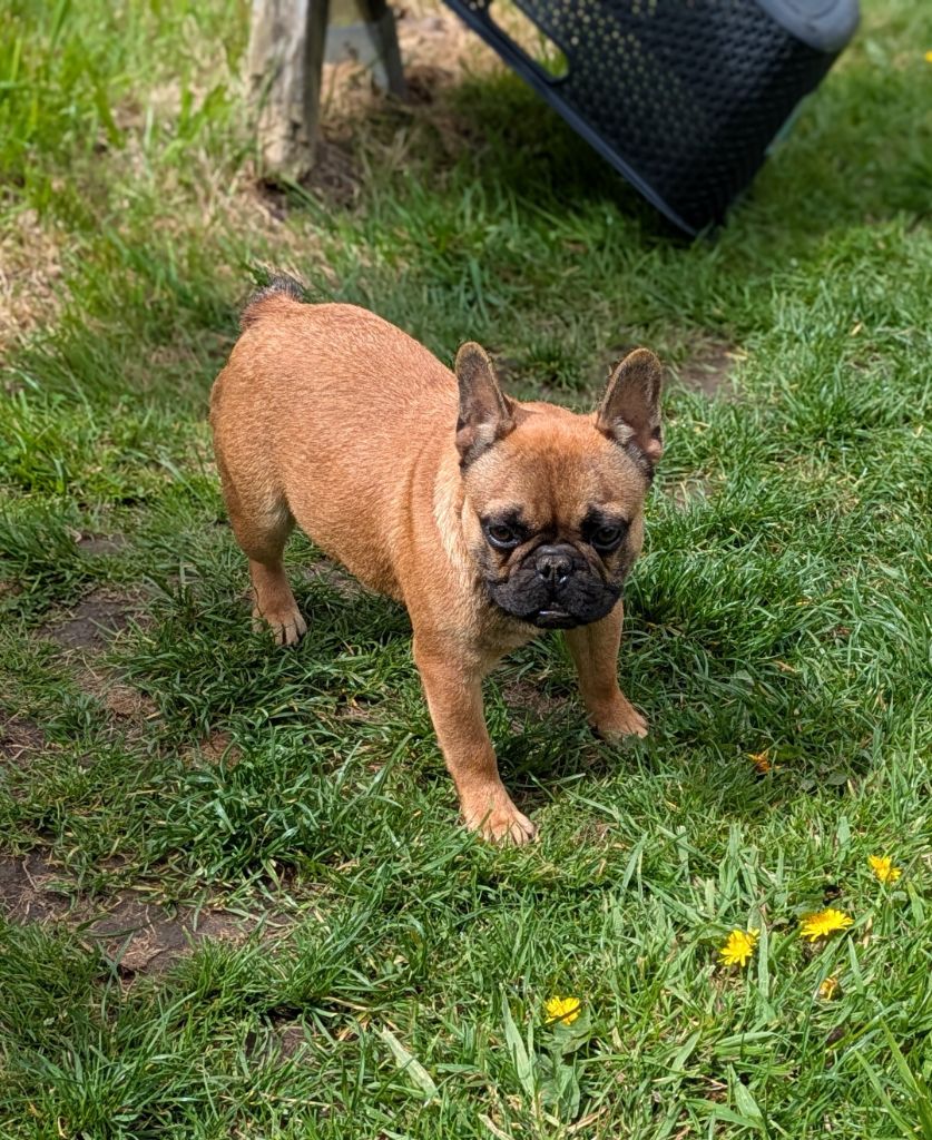 Du Domaine De Lilounaka - Chiots disponibles - Bouledogue français