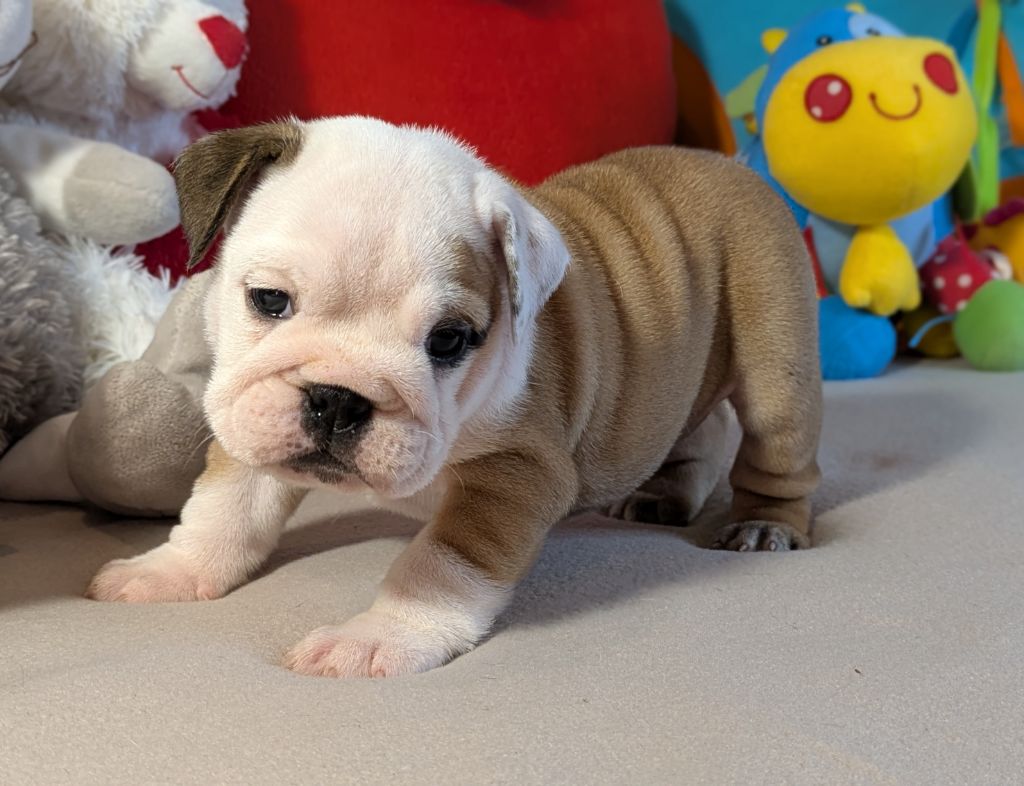 Du Domaine De Lilounaka - Chiots disponibles - Bulldog Anglais