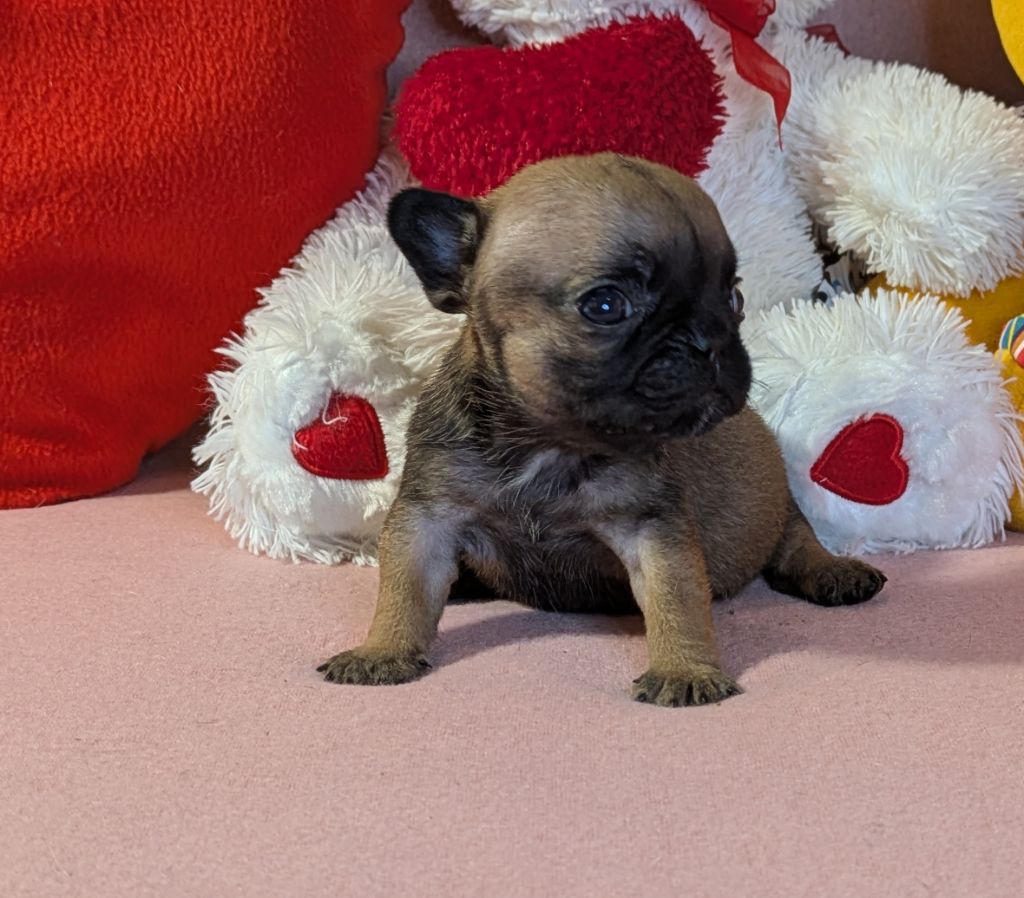 Du Domaine De Lilounaka - Chiots disponibles - Bouledogue français