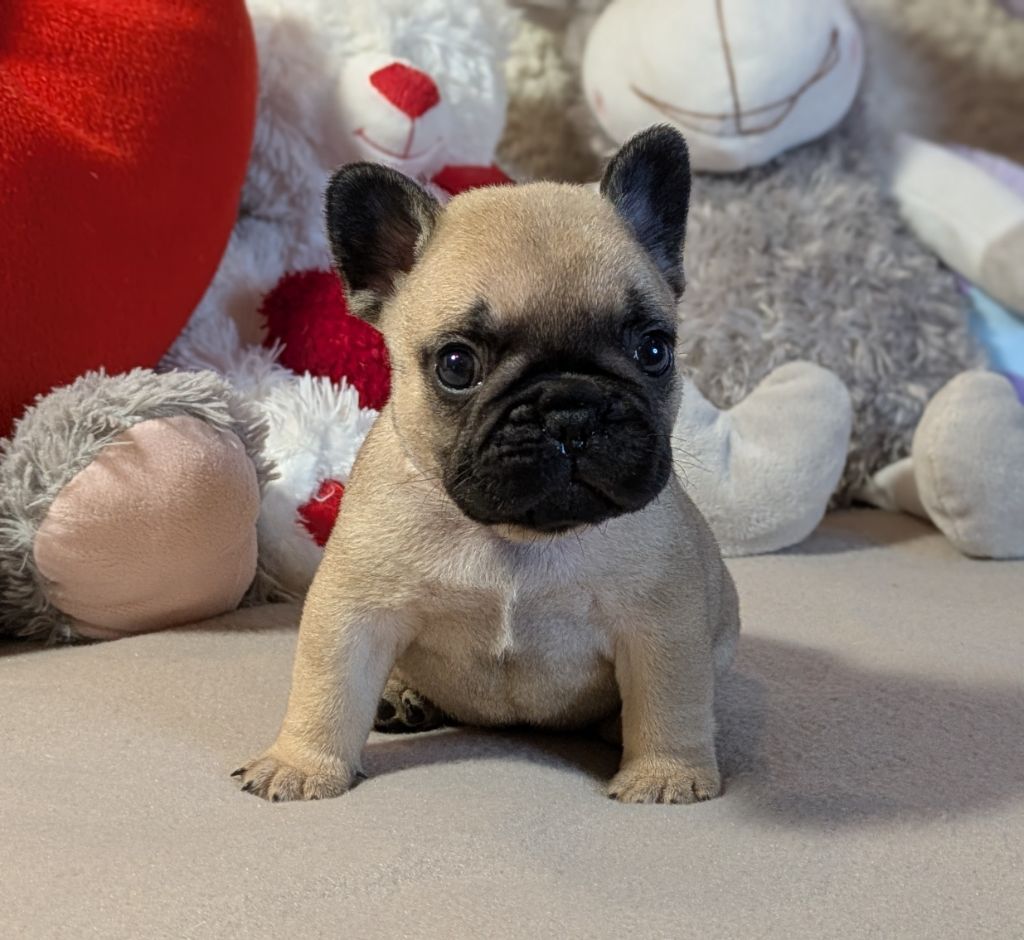 Du Domaine De Lilounaka - Chiots disponibles - Bouledogue français